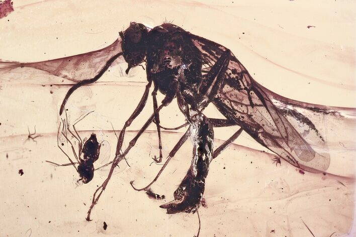 Detailed Fossil True Midge and Winged Ant in Baltic Amber #325357